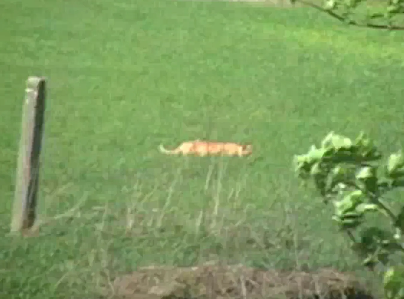 Zobacz nowy film z bestią z Opolszczyzny