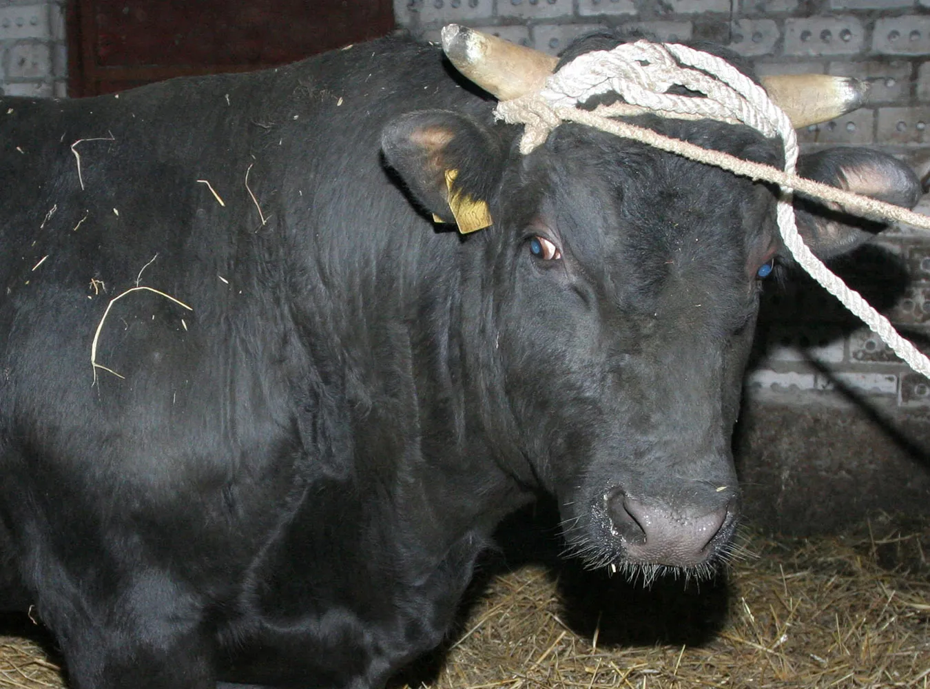 Byk stratował rolnika