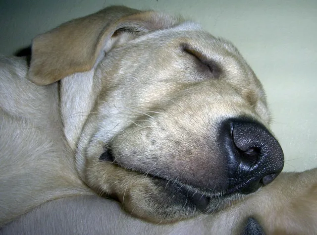 Pijany labrador miał 1,6 promila