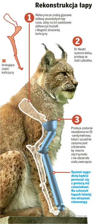 Ryś Bohun dostanie protezę