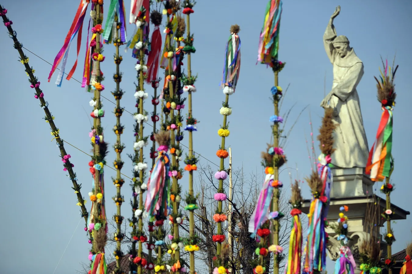 Najdłuższa palma ma ponad 33 metry