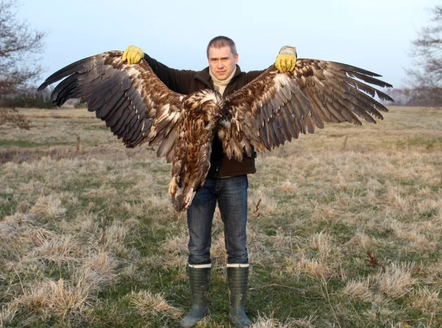 Coraz więcej otrutych bielików