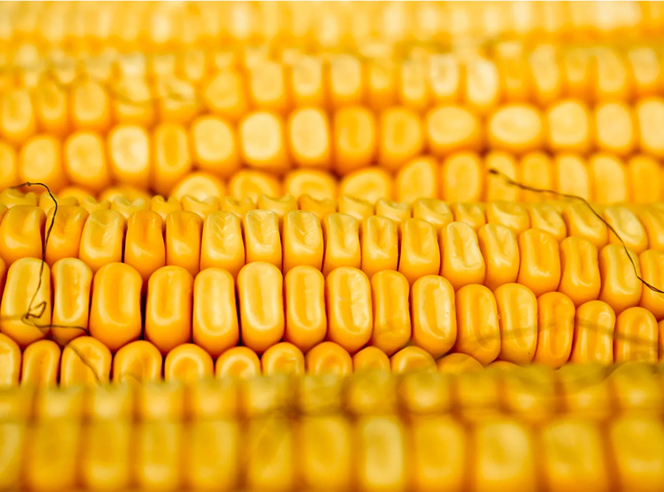 Geny same skaziły meksykańską kukurydzę