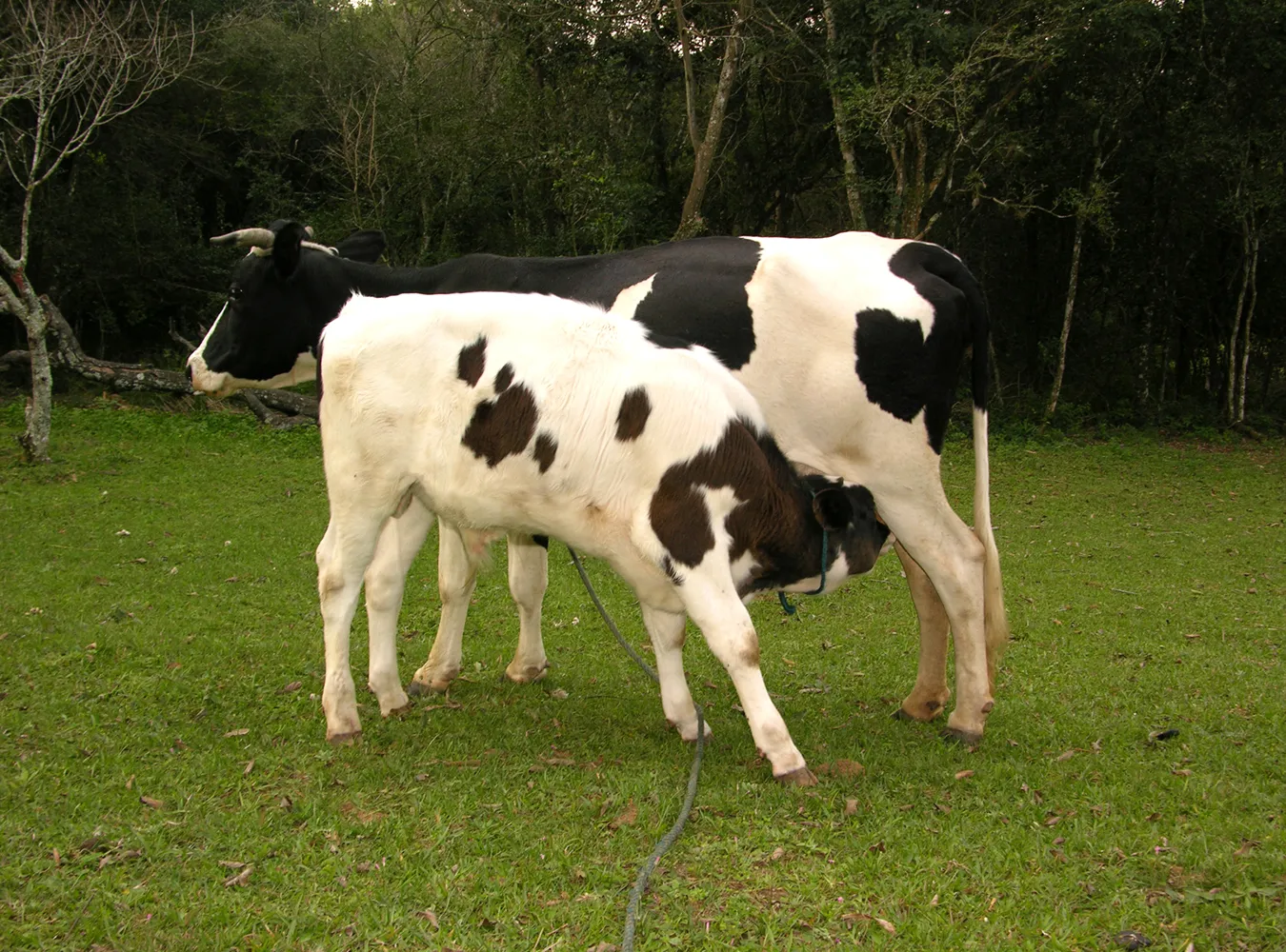 Rolnicy zapłacą za krowie placki