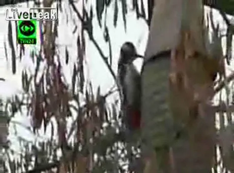 Dzięcioł z dziobem twardym jak stal