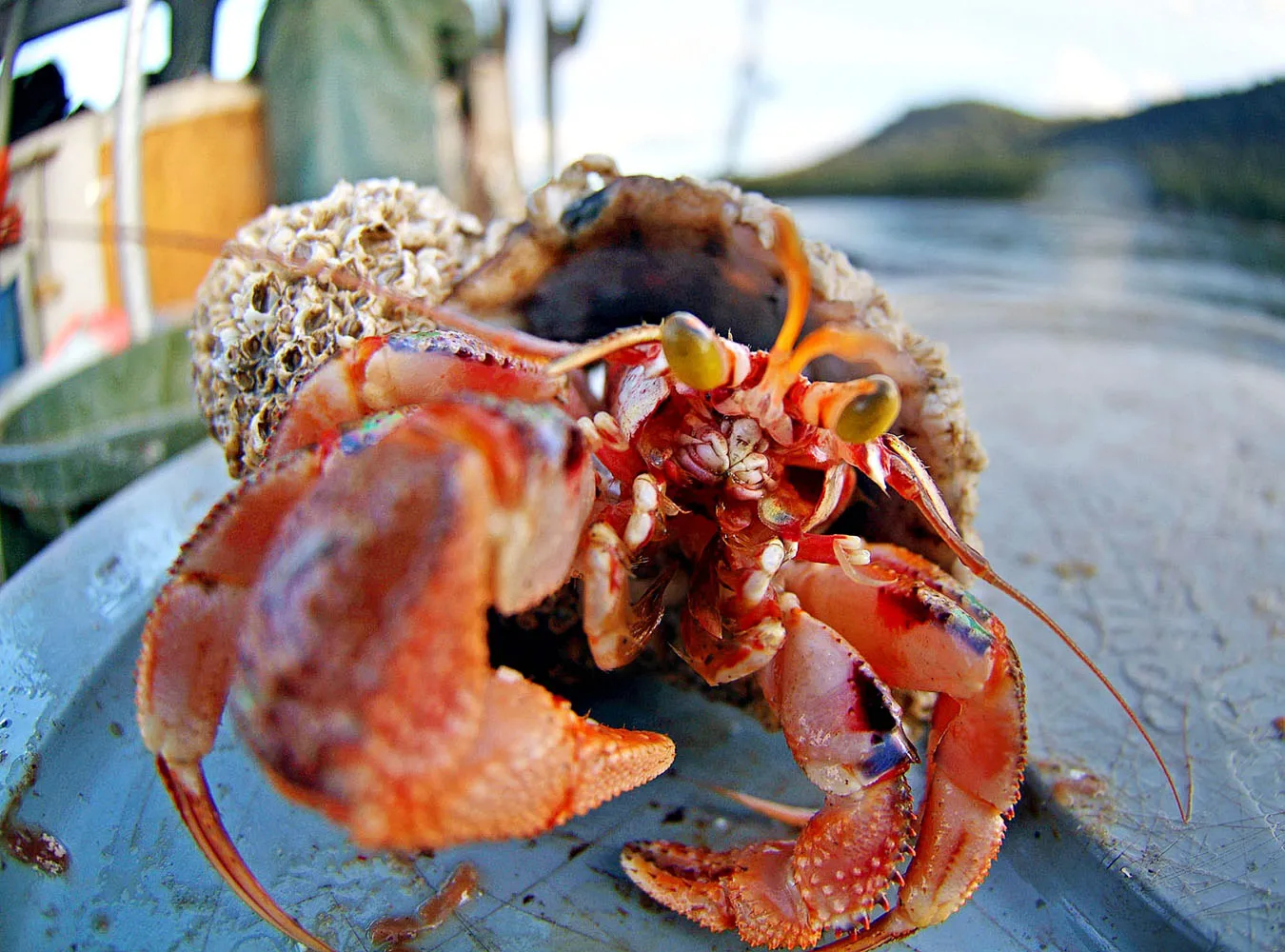 Krab zapamięta krzywdę, jaką mu zrobiłeś
