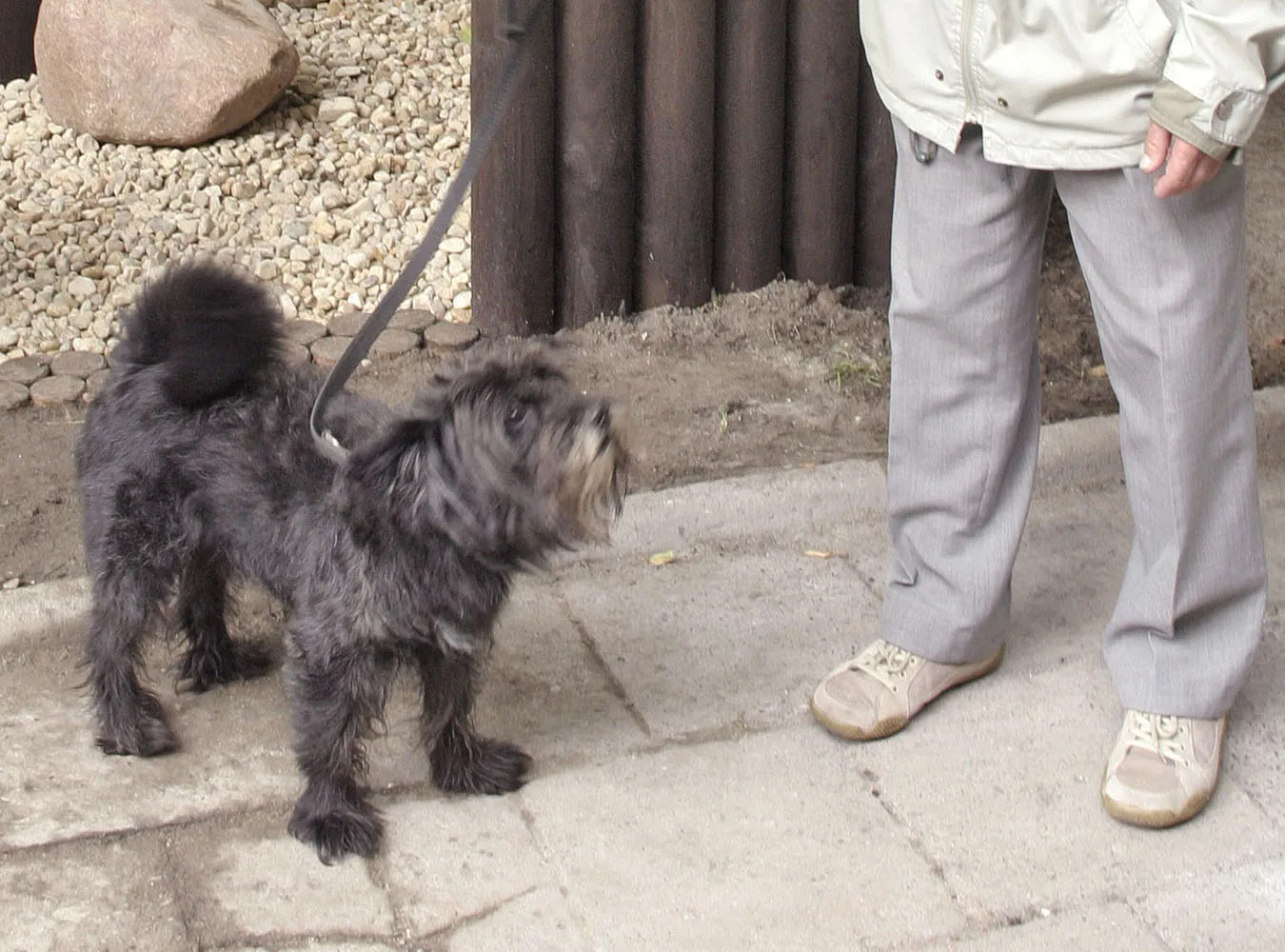 W Łodzi psy nie mają prawa szczeknąć