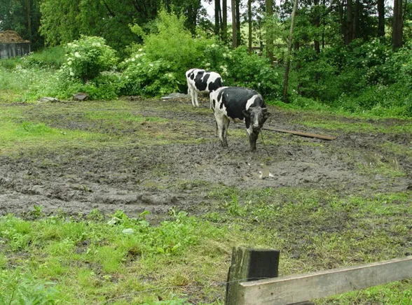 Rogata morderczyni zabiła nastolatka