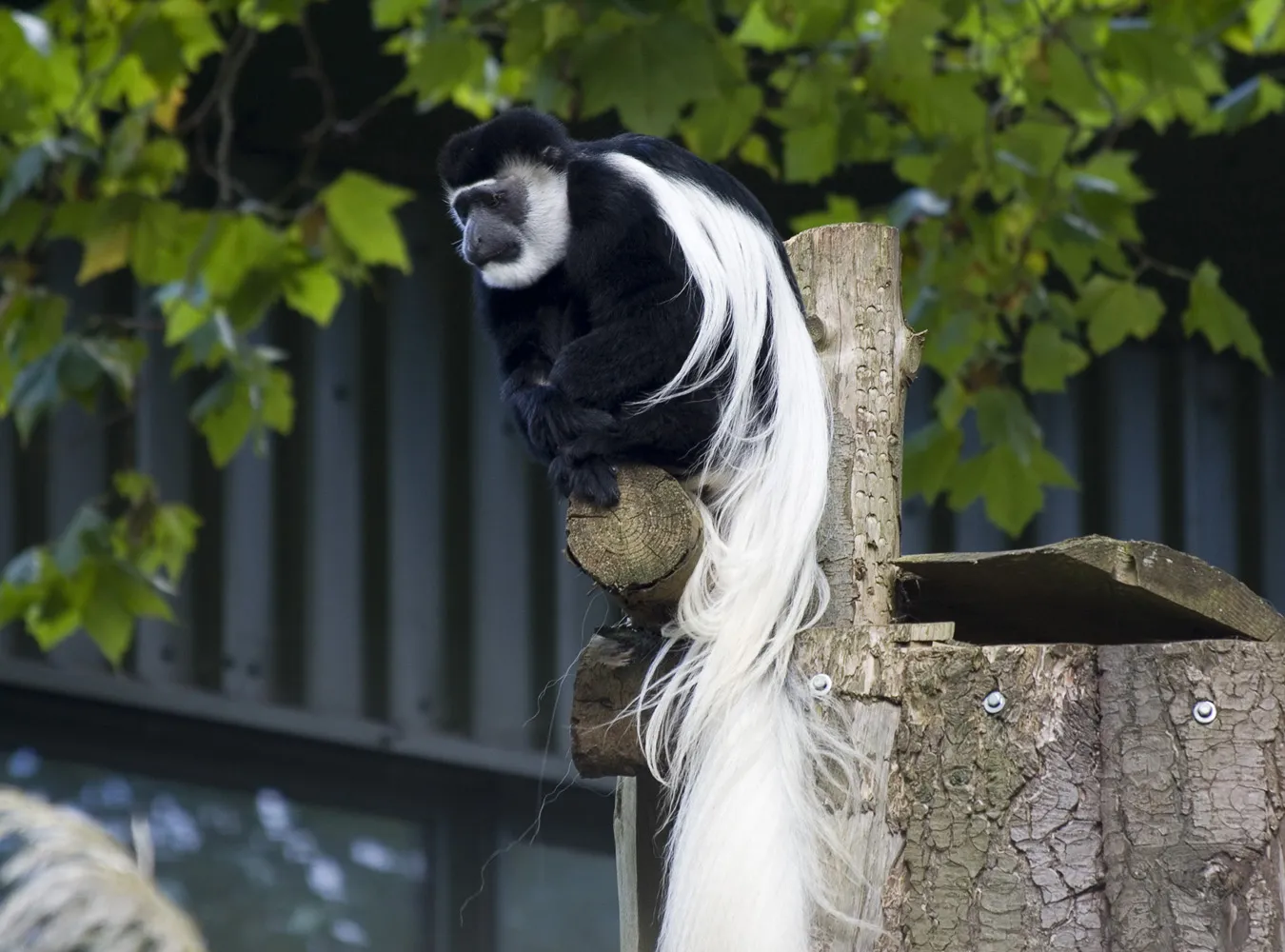 fr_colobus_m_194487a_987647.jpg