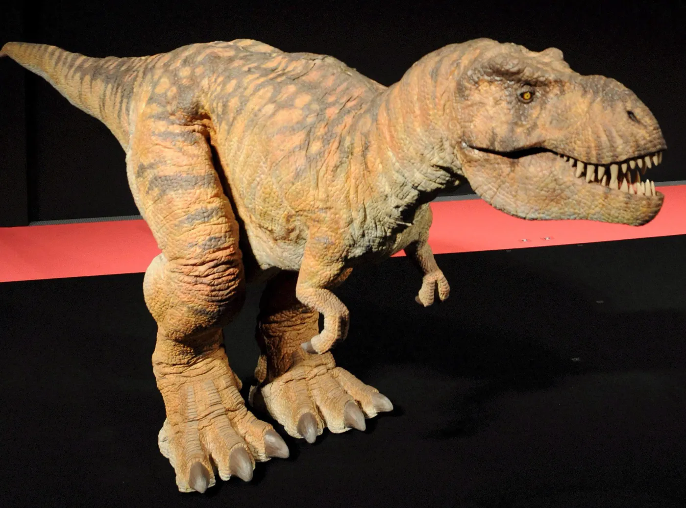 Naukowcy rehabilitują tyranozaura. Jednak był drapieżnikiem