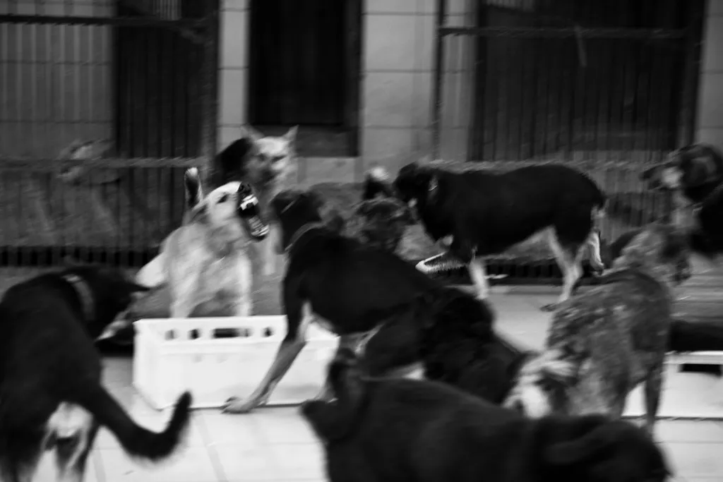 Psy walczące o pokarm w trakcie karmienia - Państwowe Schronisko dla zwierząt w Szczecinie