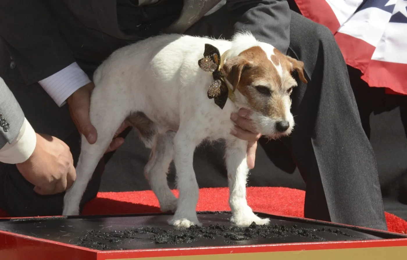 3696600-uggie-w-alei-gwiazd.jpg