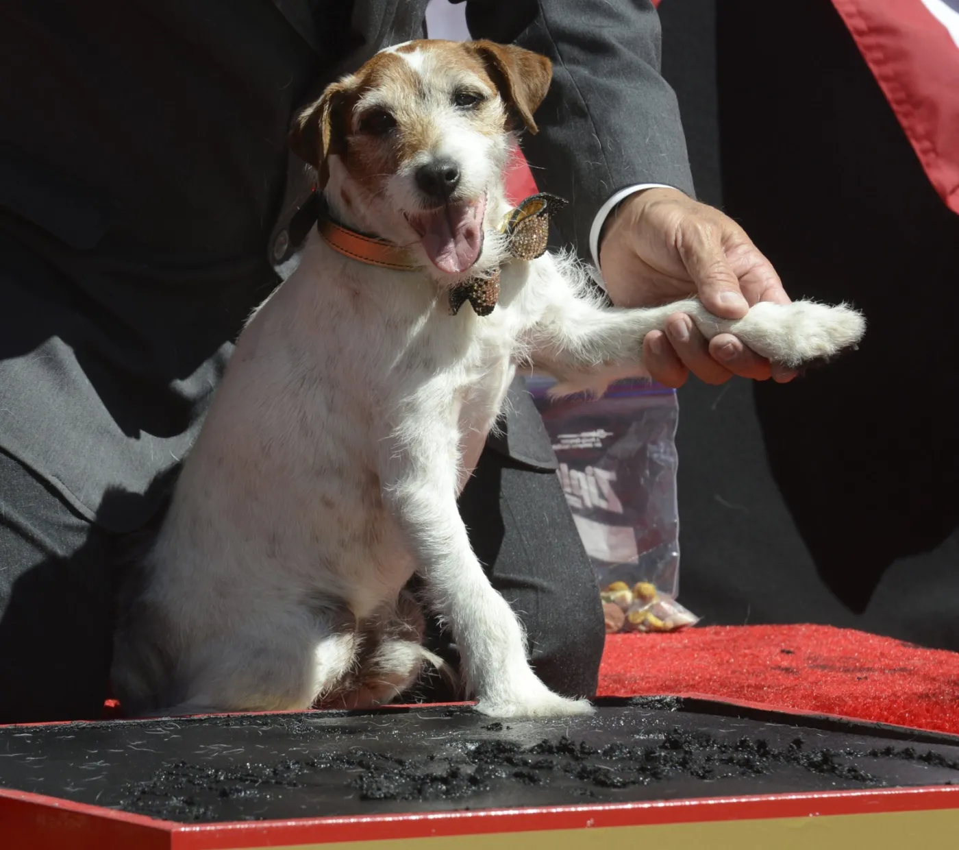 3696369-uggie-w-alei-gwiazd.jpg