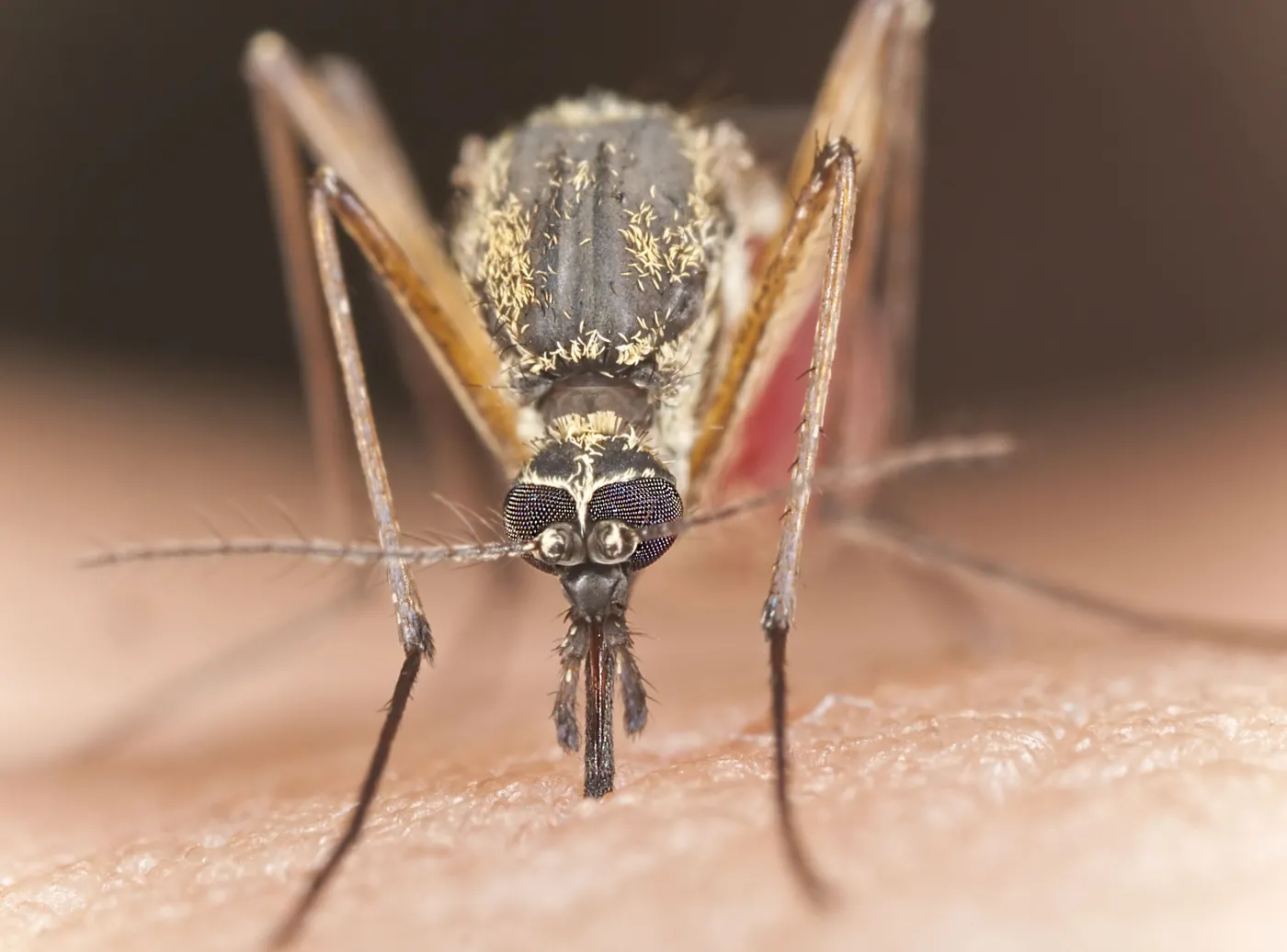 komar owad ukąszenie