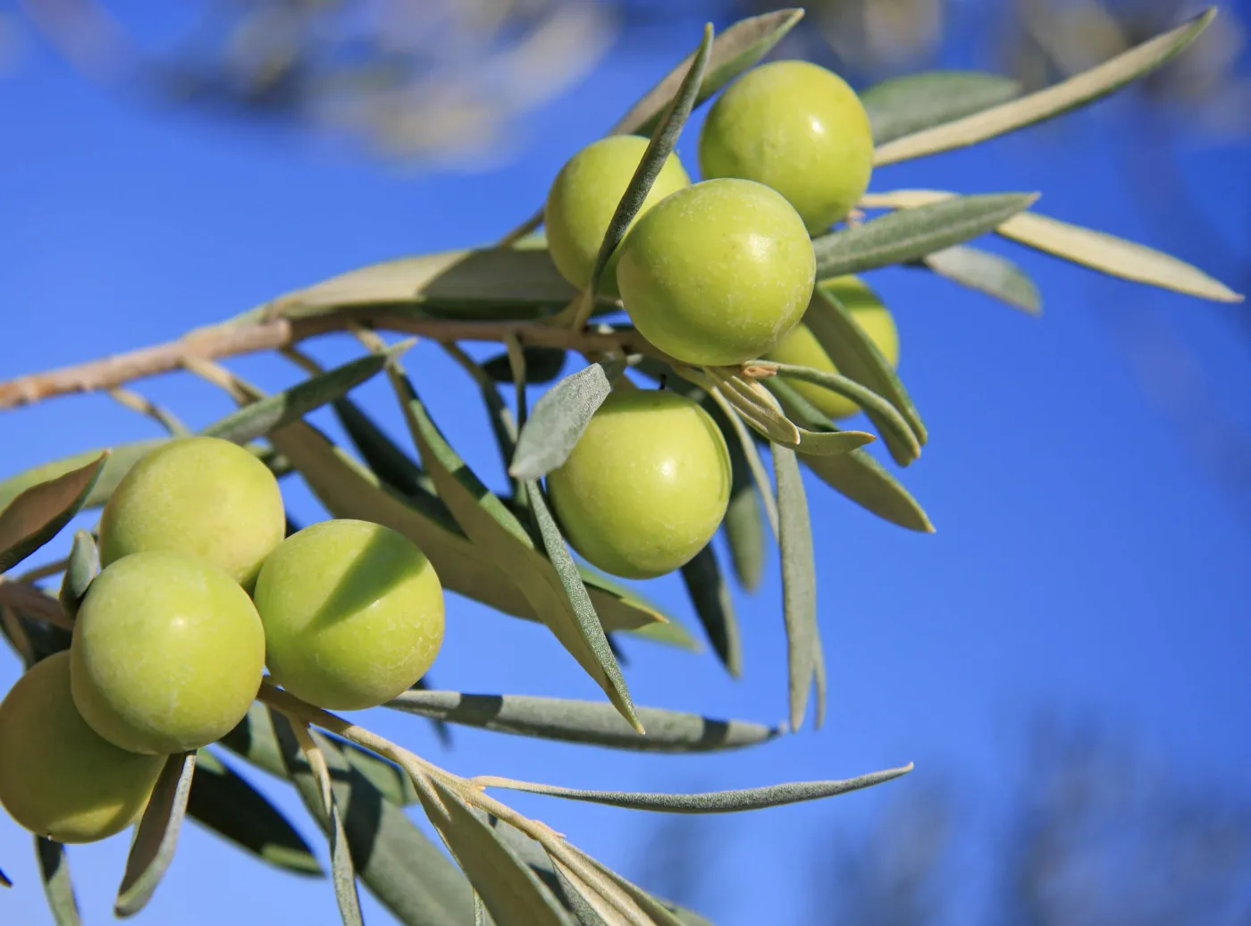 drzewo oliwne oliwki