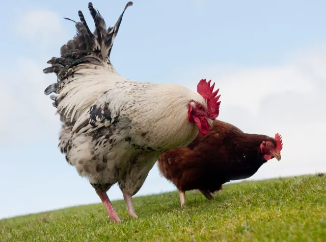 Od piątku w Kowiesach siedzą... na bombie. Ale kurnik działa