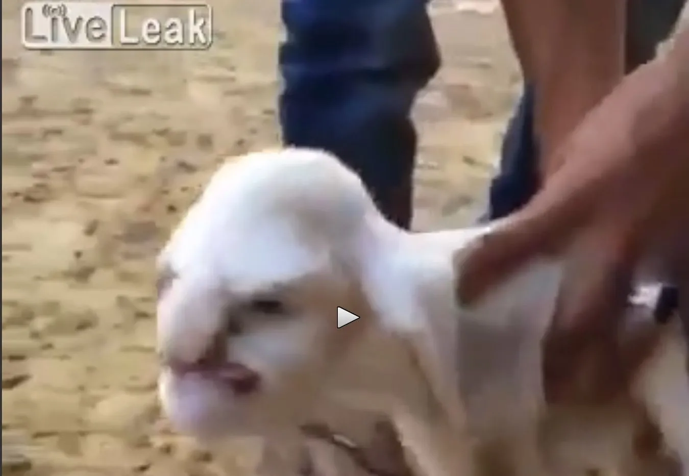 Owca z "ludzką twarzą" urodziła się w Dagestanie. WIDEO