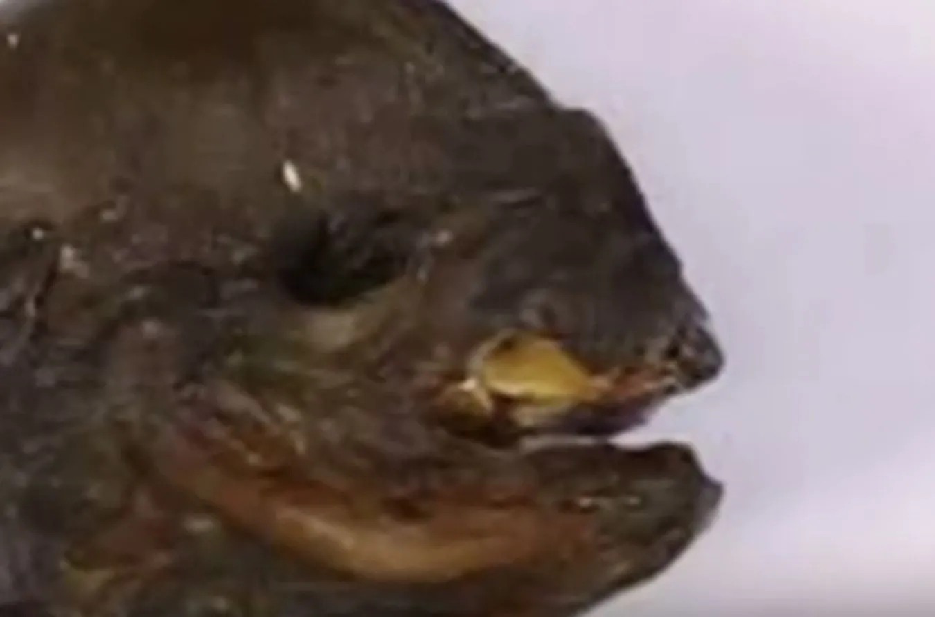 Zwierzę czy kosmita?