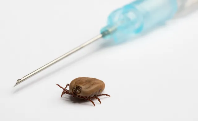 Na kleszczowe zapalenie mózgu nie ma skutecznej terapii. Jest skuteczna szczepionka