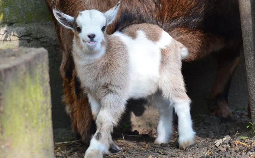 Skradzione koźlątko