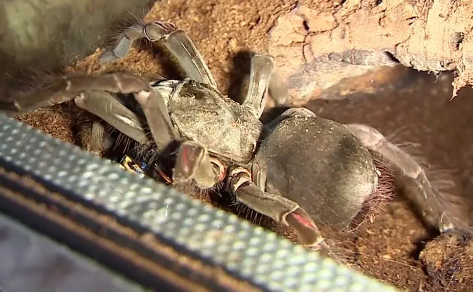 Wałęsak brazylijski