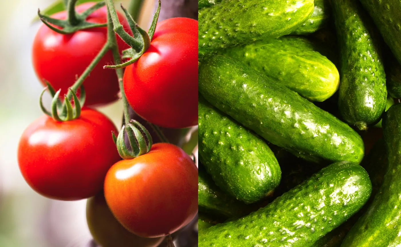 Ogórki i pomidory