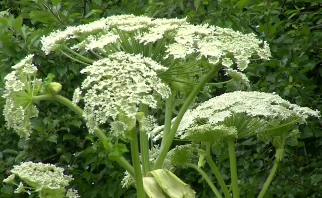 BARSZCZ SOSNOWSKIEGO to najniebezpieczniejsza roślina w Polsce. Zobacz, co zrobić w przypadku KONTAKTU z nią