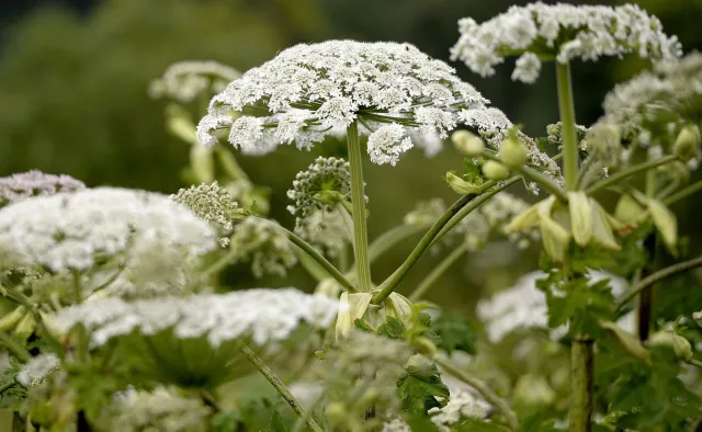 Uwaga na bardzo groźny Barszcz Sosnowskiego! PORADY EKSPERTA