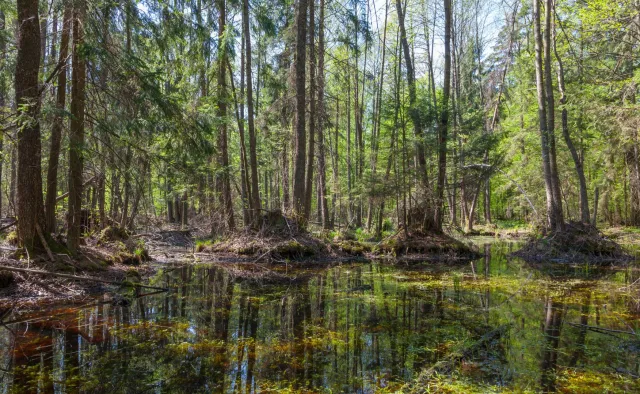 Wycinka Puszczy Białowieskiej to pikuś... Ta w Puszczy Karpackiej ma być 7 razy większa