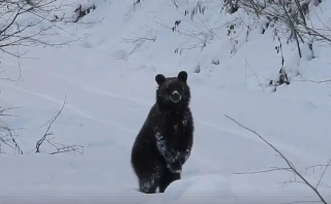 "Grzesiu, czego ty nie śpisz?". Film ze spotkania leśniczego z niedźwiedziem hitem internetu [WIDEO]