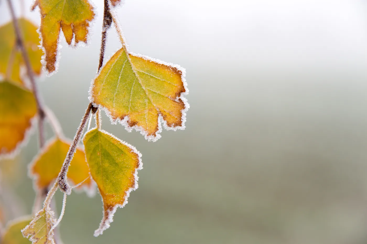Prognoza pogody. IMGW ostrzega przed przymrozkami