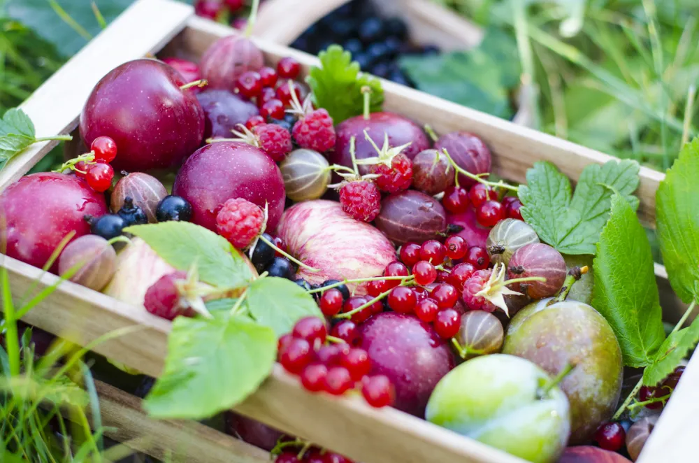 Owoce późnego lata