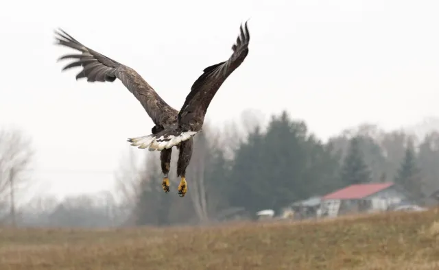 Okrucieństwo czy nieszczęśliwy wypadek? 13 martwych ptaków, wśród nich orzeł bielik [WIDEO]