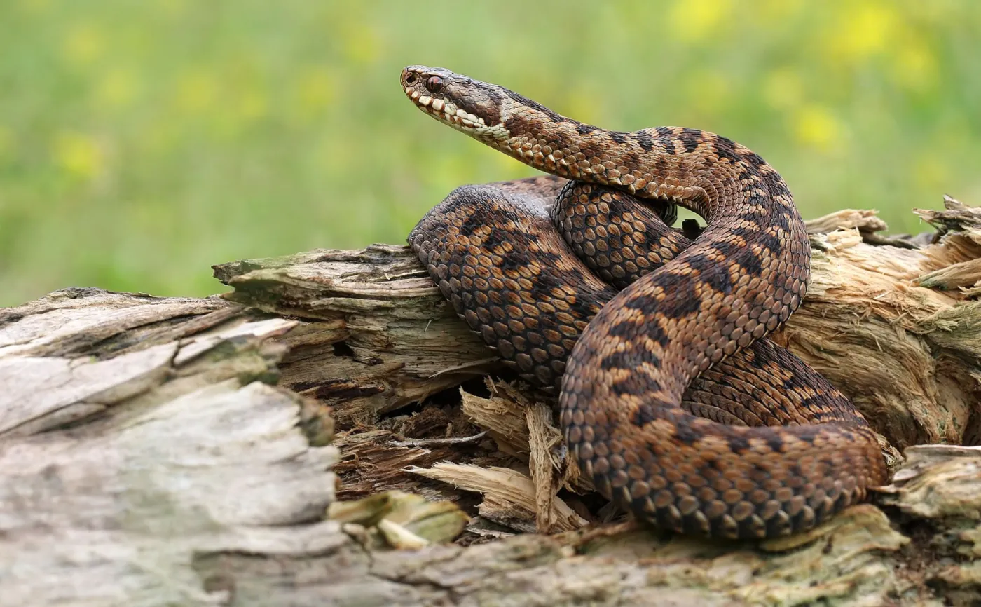 Dwugłowa żmija zygzakowata pod Pułtuskiem. "Nie jest to przypadek odosobniony"