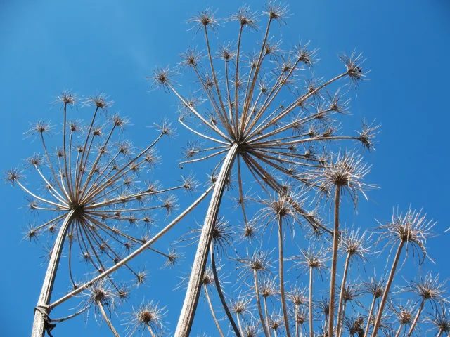 Unikaj barszczu Sosnowskiego! Zwłaszcza w upały