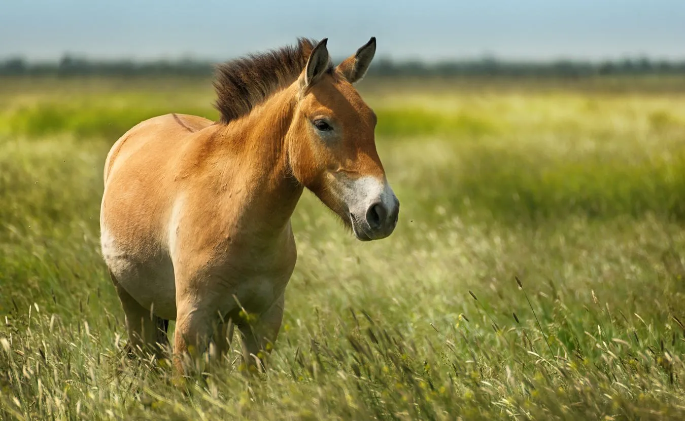 Pierwszy raz w historii sklonowano konia Przewalskiego. Ten gatunek jest zagrożony wyginięciem [WIDEO]