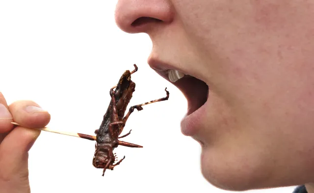 Budujesz masę mięśniową? Jedz owady!