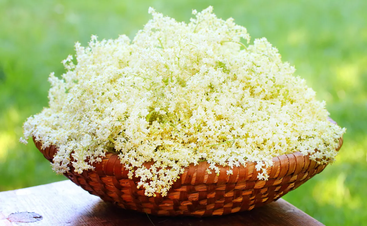 Zwalczy gorączkę i złagodzi kaszel: CZARNY BEZ