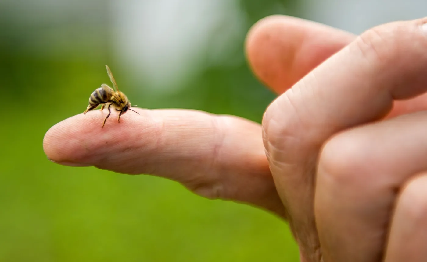 Eksperci: Zimą powinniśmy odczulić jak najwięcej osób na jad owadów