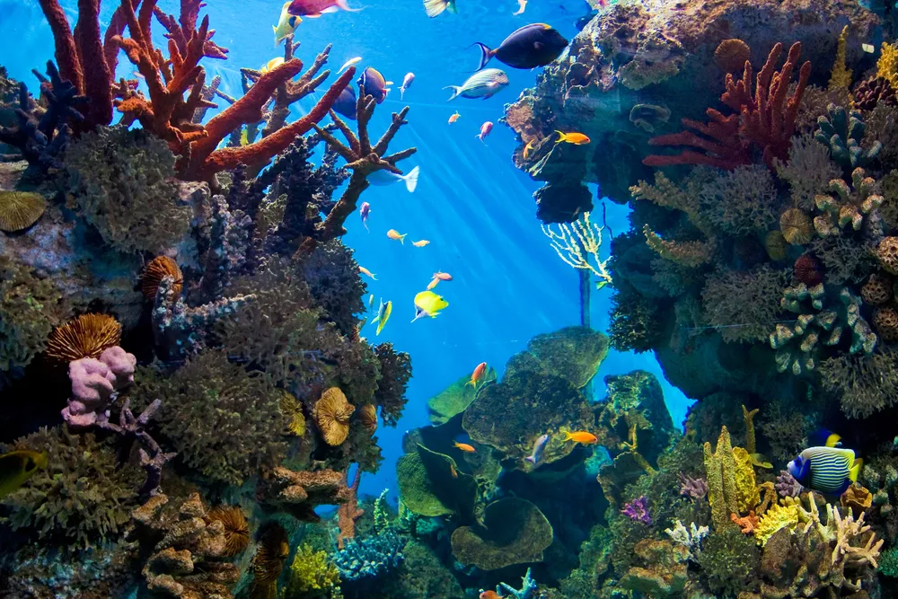 Ryby w akwarium są ostrzegane bąbelkami przed eksplozjami. "Nie są już przestraszone"