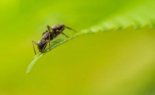 W wykrywaniu raka mogą pomóc… mrówki