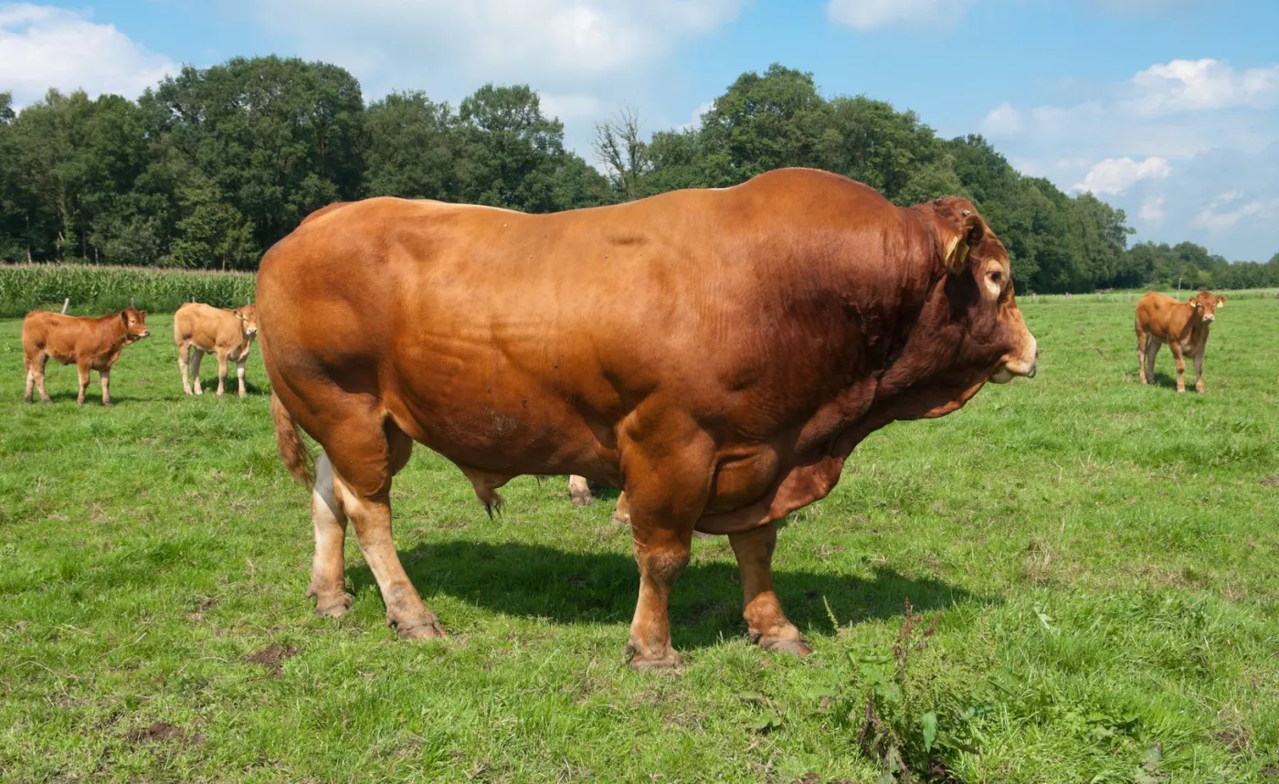 Stado byków błąka się po powiecie prudnickim