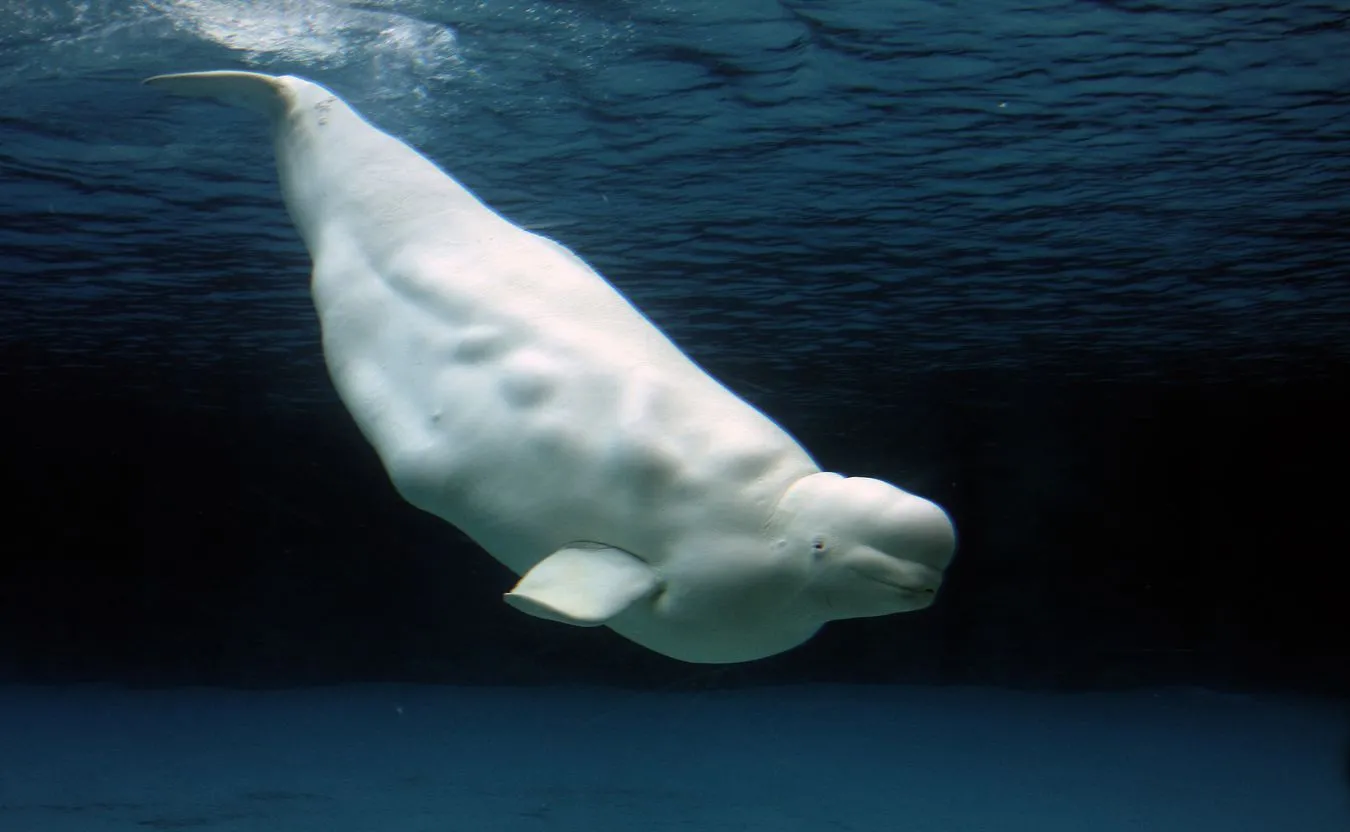 Nie żyje Białucha, która utknęła w Sekwanie. Zmarła w trakcie transportu