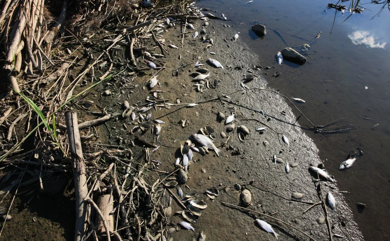 Śnięte ryby w Odrze. Instytut Weterynaryjny zakończył badania ryb. Jakie wyniki?