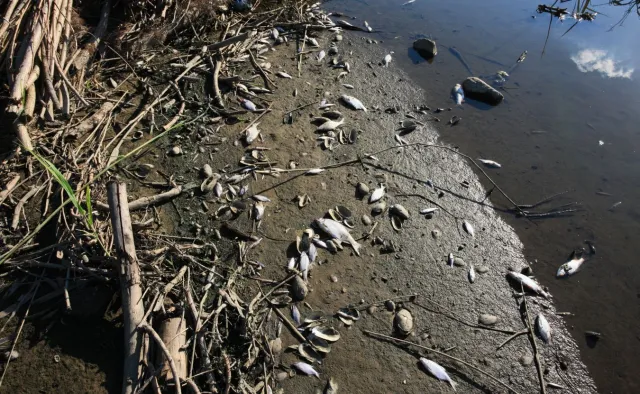 Śnięte ryby w Odrze. Instytut Weterynaryjny zakończył badania ryb. Jakie wyniki?