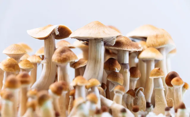 Składnik psychodelicznych grzybów może pomóc w leczeniu alkoholizmu