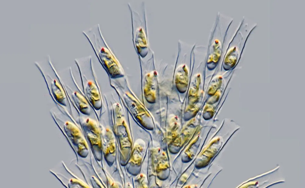 Czym są "złote algi"? "W polskich rzekach ich dotychczas nie stwierdzano"