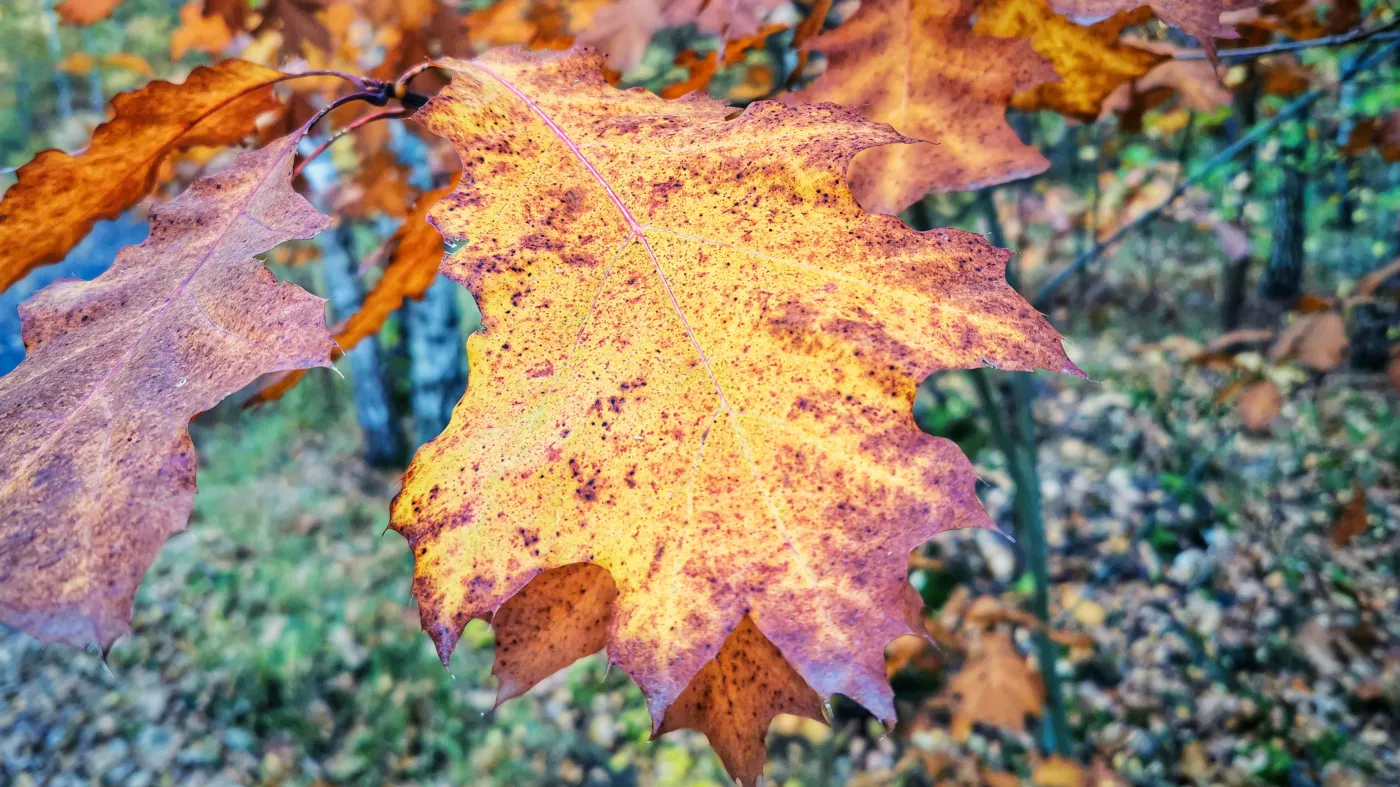 To będzie słoneczny czwartek. PROGNOZA POGODY