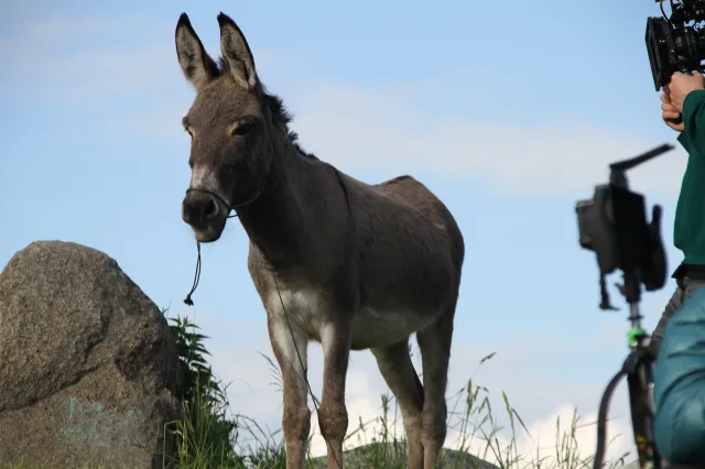 80. Złote Globy: "IO" Jerzego Skolimowskiego bez nominacji