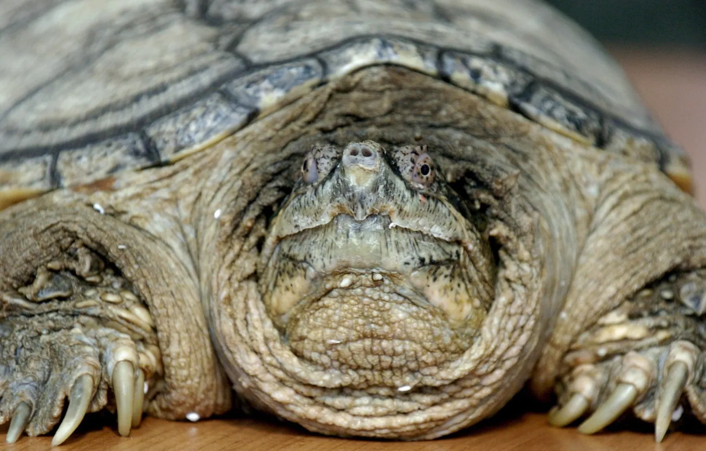 Żółw jaszczurowaty